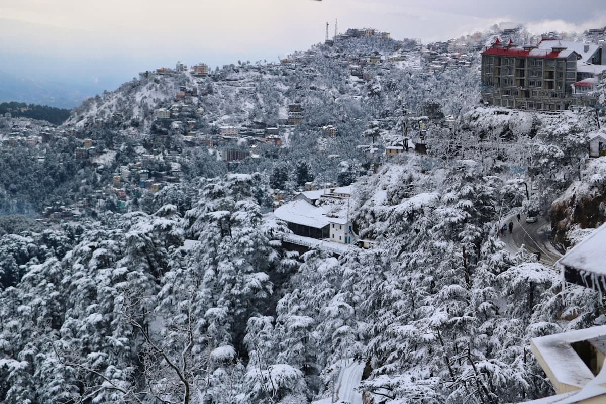 A Winter Wonderland Moment in Shimla! 
