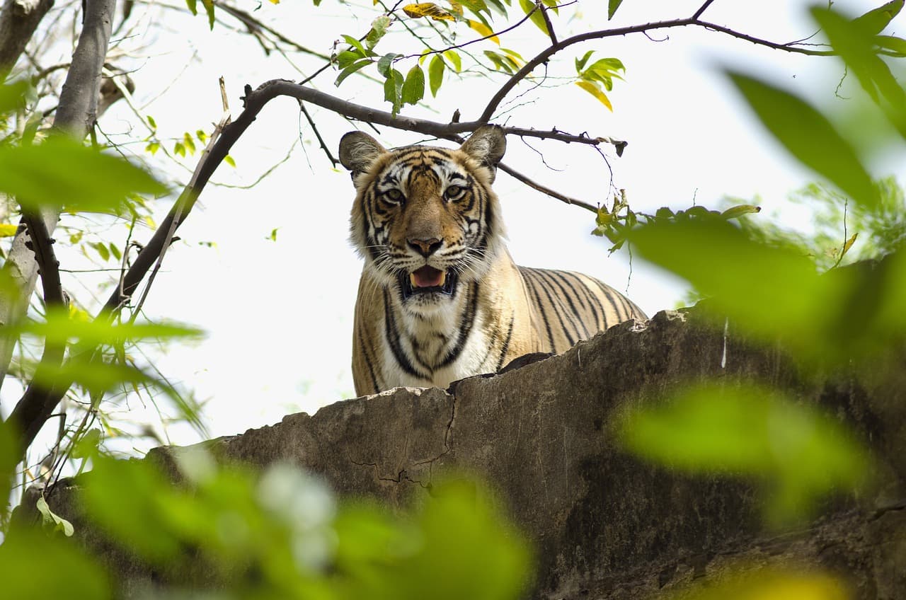 Unveiling the Enchanting Wilds of Ranthambore